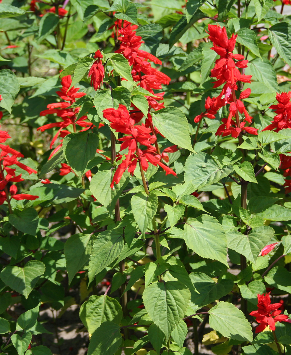 Image of Salvia splendens specimen.