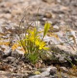 Gagea chlorantha