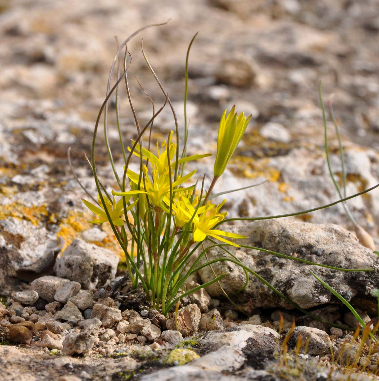 Изображение особи Gagea chlorantha.