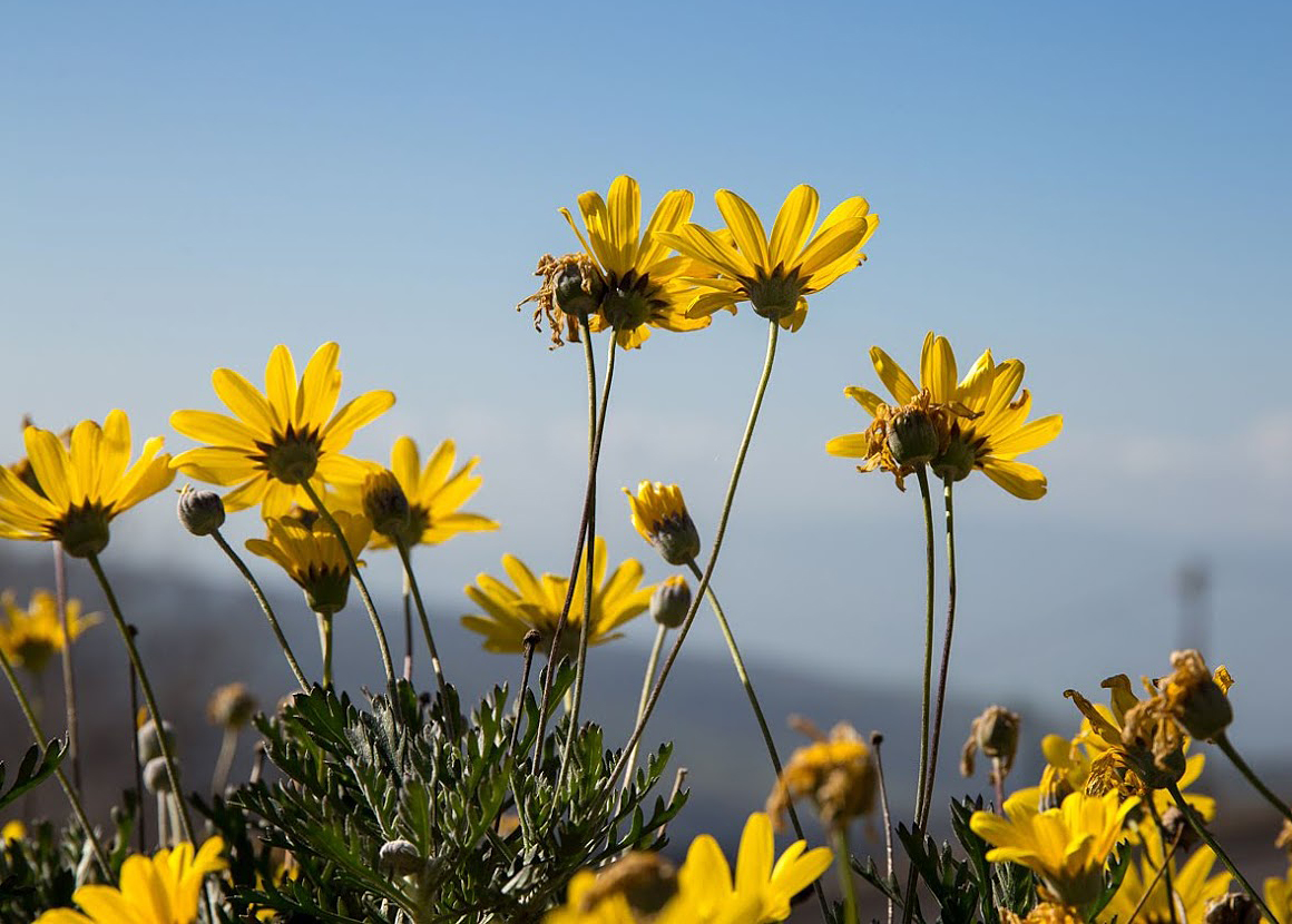 Image of Euryops pectinatus specimen.