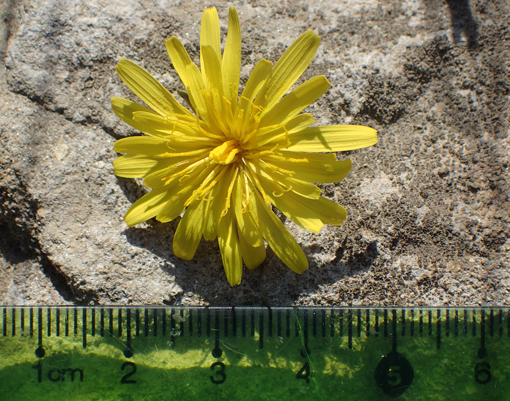 Image of genus Taraxacum specimen.