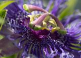 Passiflora edulis