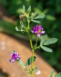 Medicago sativa