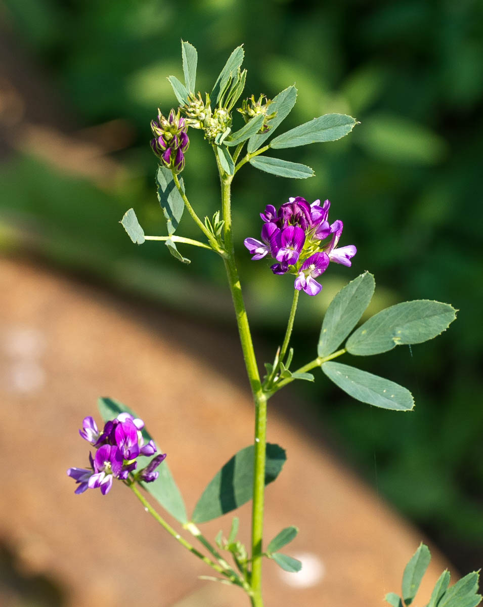 Изображение особи Medicago sativa.