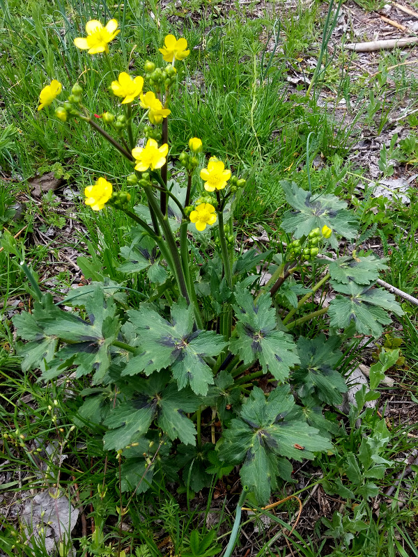 Изображение особи род Ranunculus.