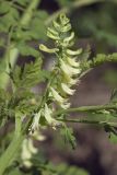 Corydalis ophiocarpa. Соцветие. Костромская обл., Судиславский р-н, дер. Антипино, в культуре. 16.05.2019.