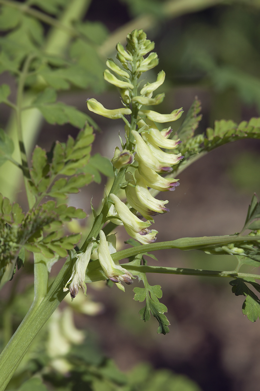 Изображение особи Corydalis ophiocarpa.