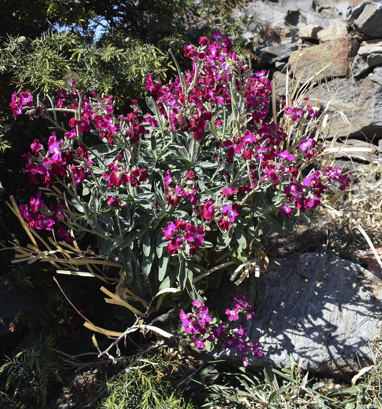 Изображение особи Matthiola incana.