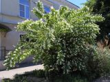 genus Philadelphus. Цветущее растение. Ростовская обл., г. Таганрог, в озеленении на улице. 29.05.2019.