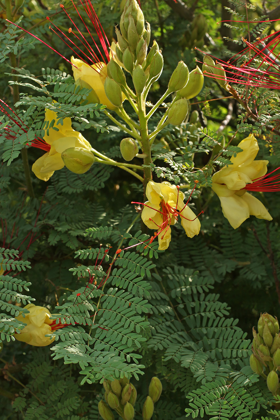 Изображение особи Caesalpinia gilliesii.