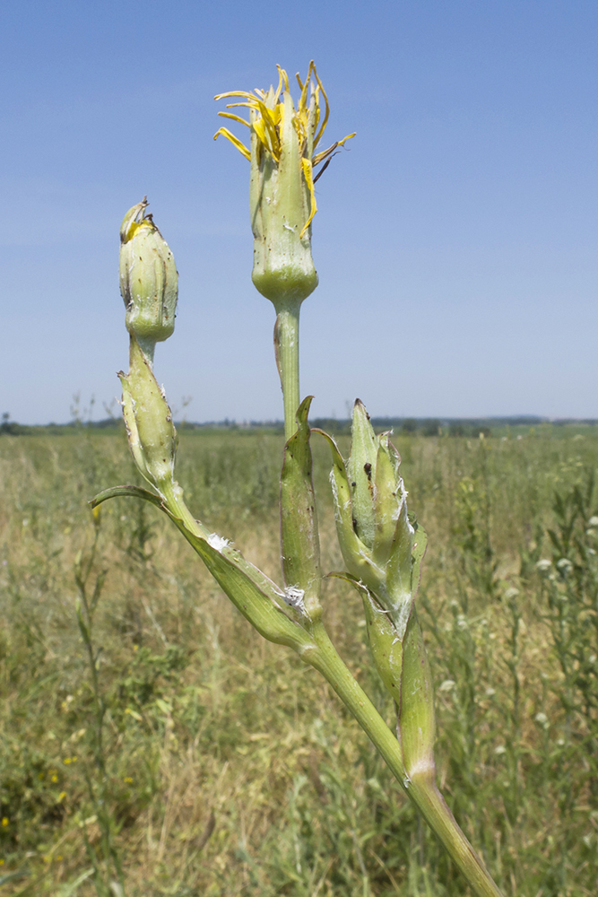 Изображение особи Tragopogon dasyrhynchus.