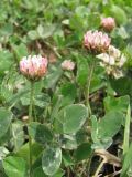 Trifolium bonannii. Цветущие растения. Крым, Севастополь, 10 июля 2010 г.