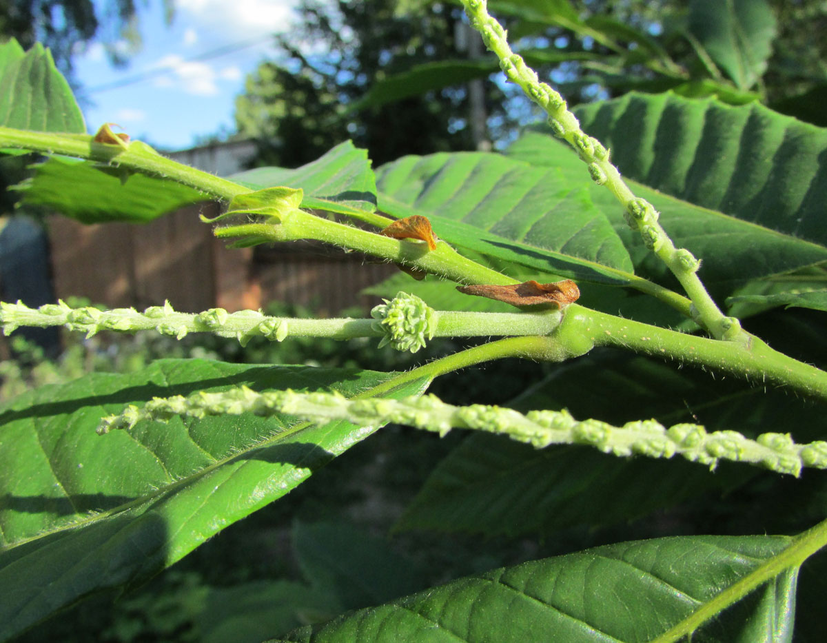 Изображение особи Castanea mollissima.