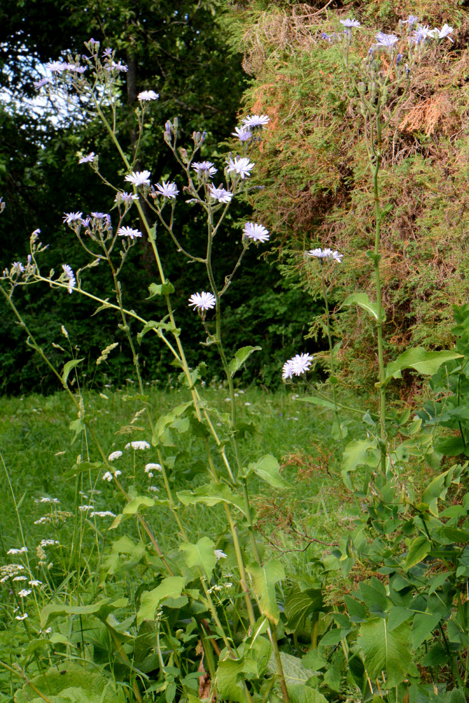 Image of Cicerbita macrophylla specimen.