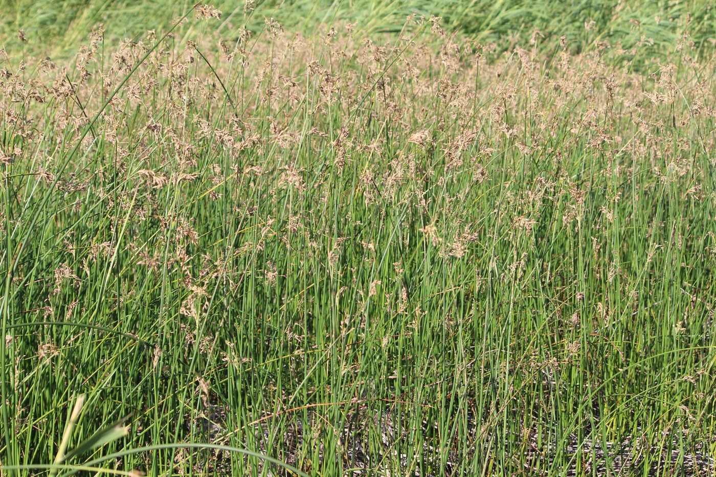 Изображение особи Schoenoplectus lacustris.