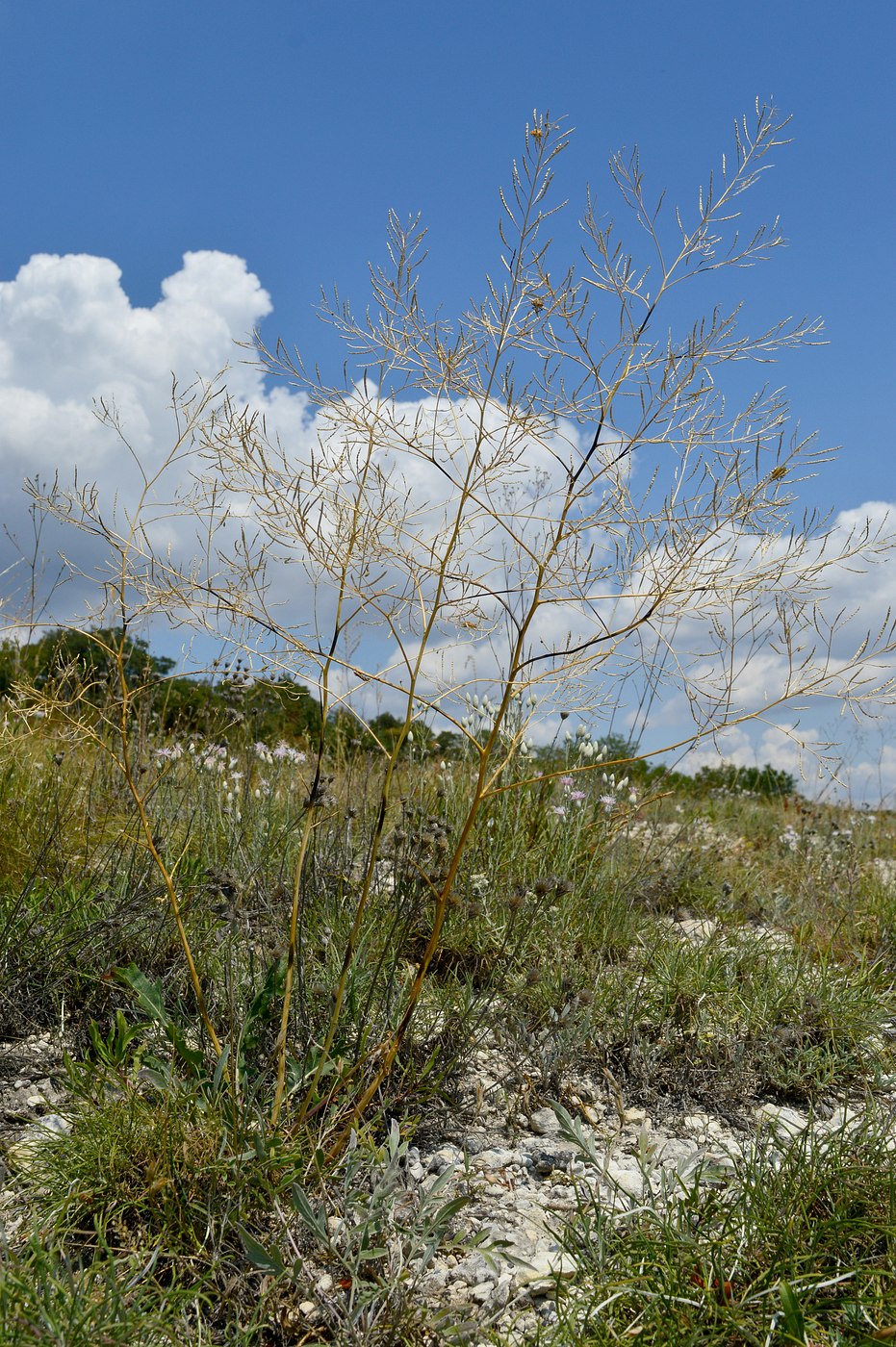 Image of Erucastrum armoracioides specimen.