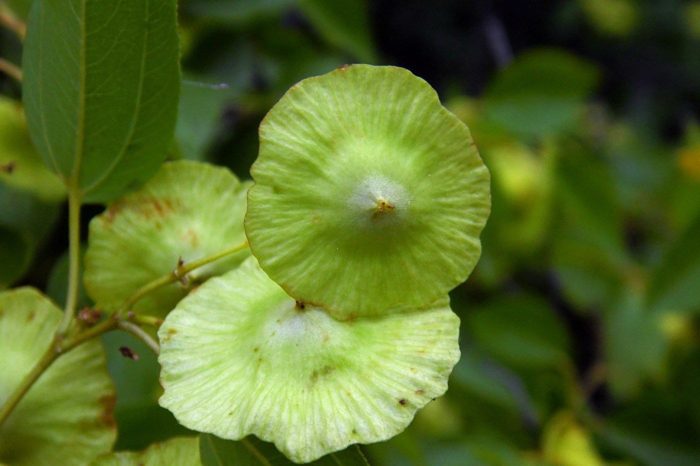 Image of Paliurus spina-christi specimen.