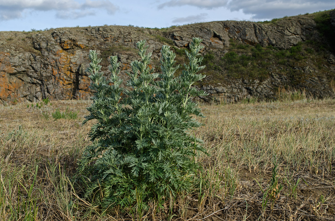 Image of Artemisia absinthium specimen.
