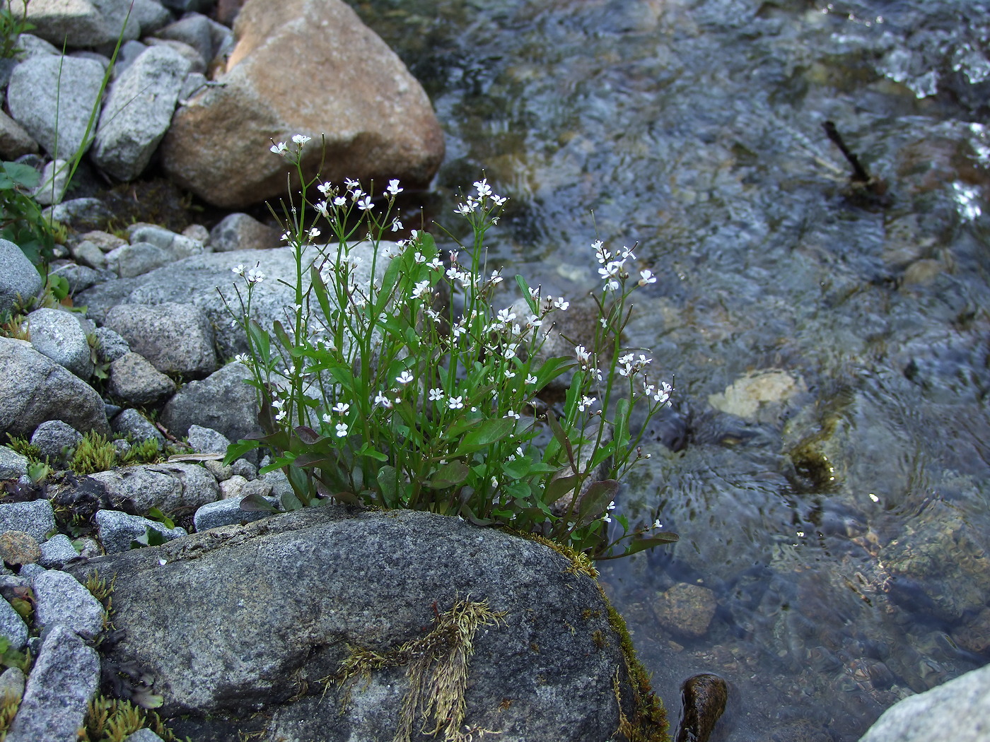 Изображение особи Cardamine regeliana.