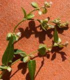 Fallopia convolvulus