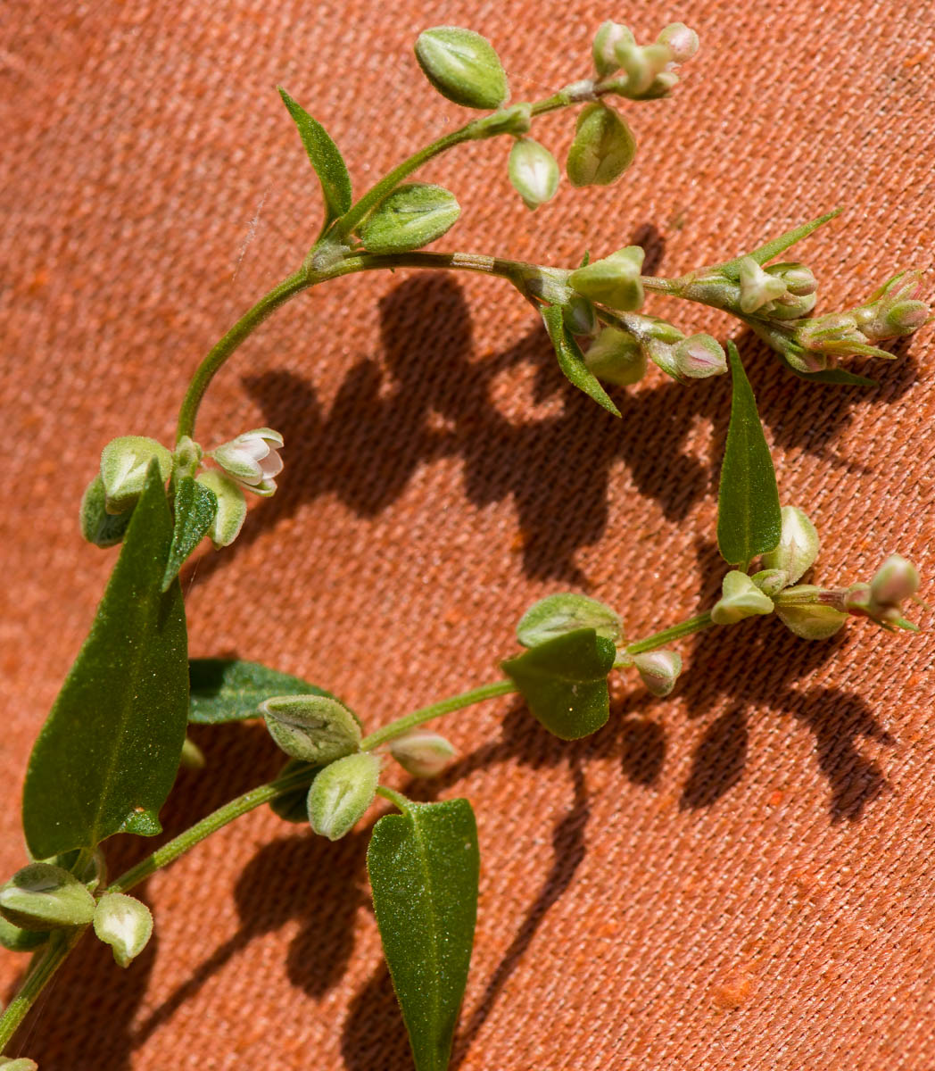 Image of Fallopia convolvulus specimen.