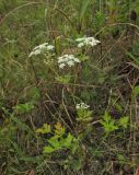 familia Apiaceae. Цветущее и плодоносящее растение. Приморский край, Хасанский р-н, окр. с. Витязь, луг. 13 сентября 2019 г.