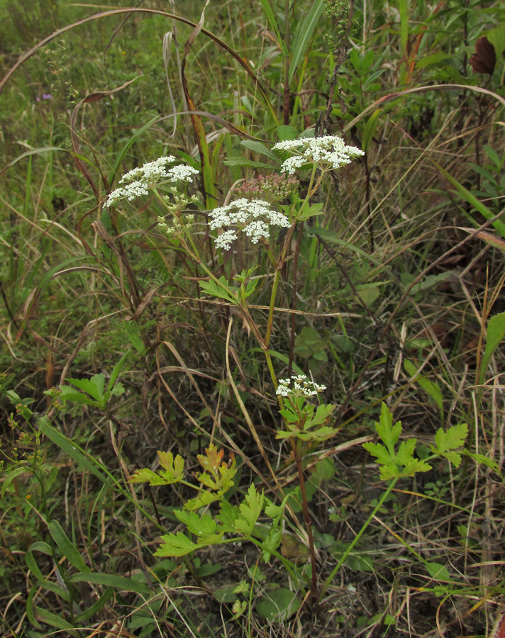 Изображение особи семейство Apiaceae.