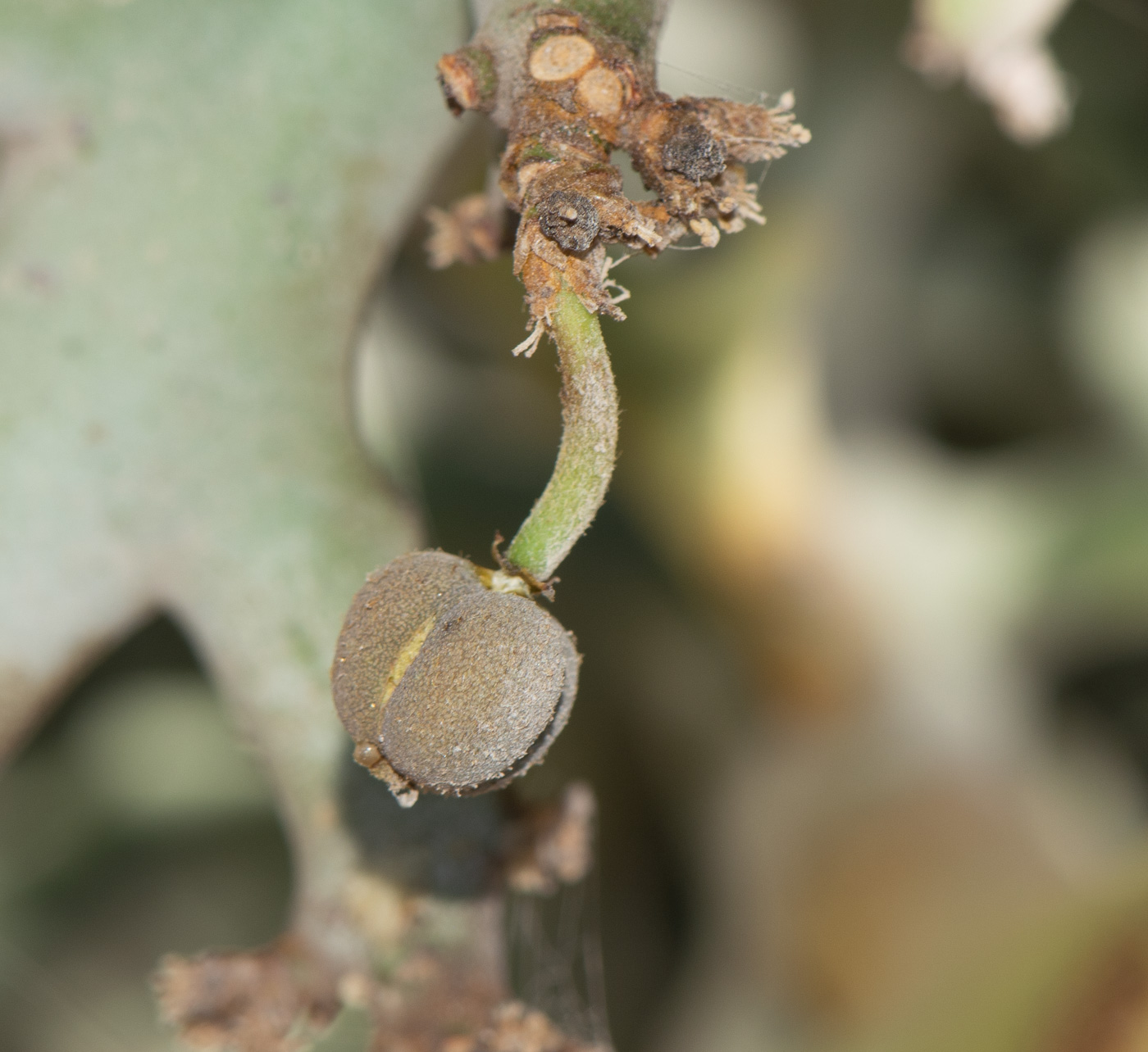 Image of Euphorbia stenoclada specimen.