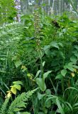 Epipactis helleborine