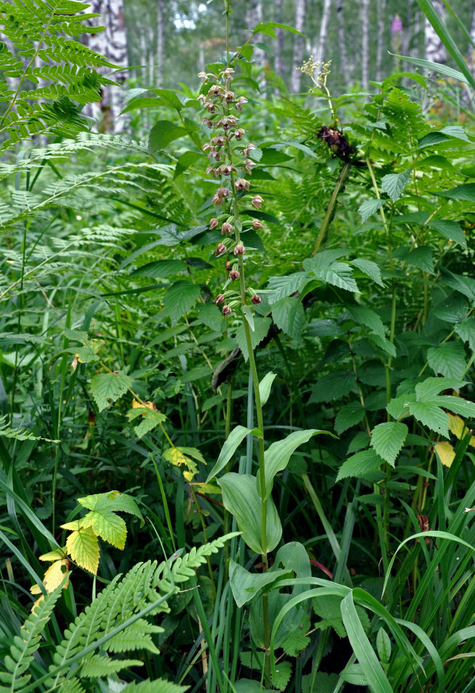 Изображение особи Epipactis helleborine.