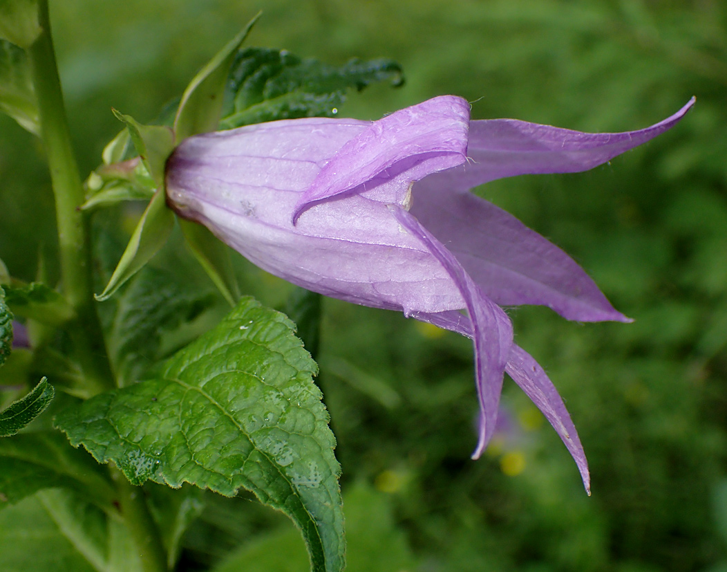 Изображение особи Campanula latifolia.