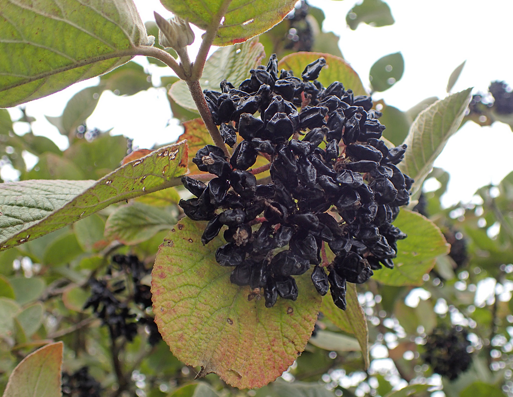 Image of Viburnum lantana specimen.