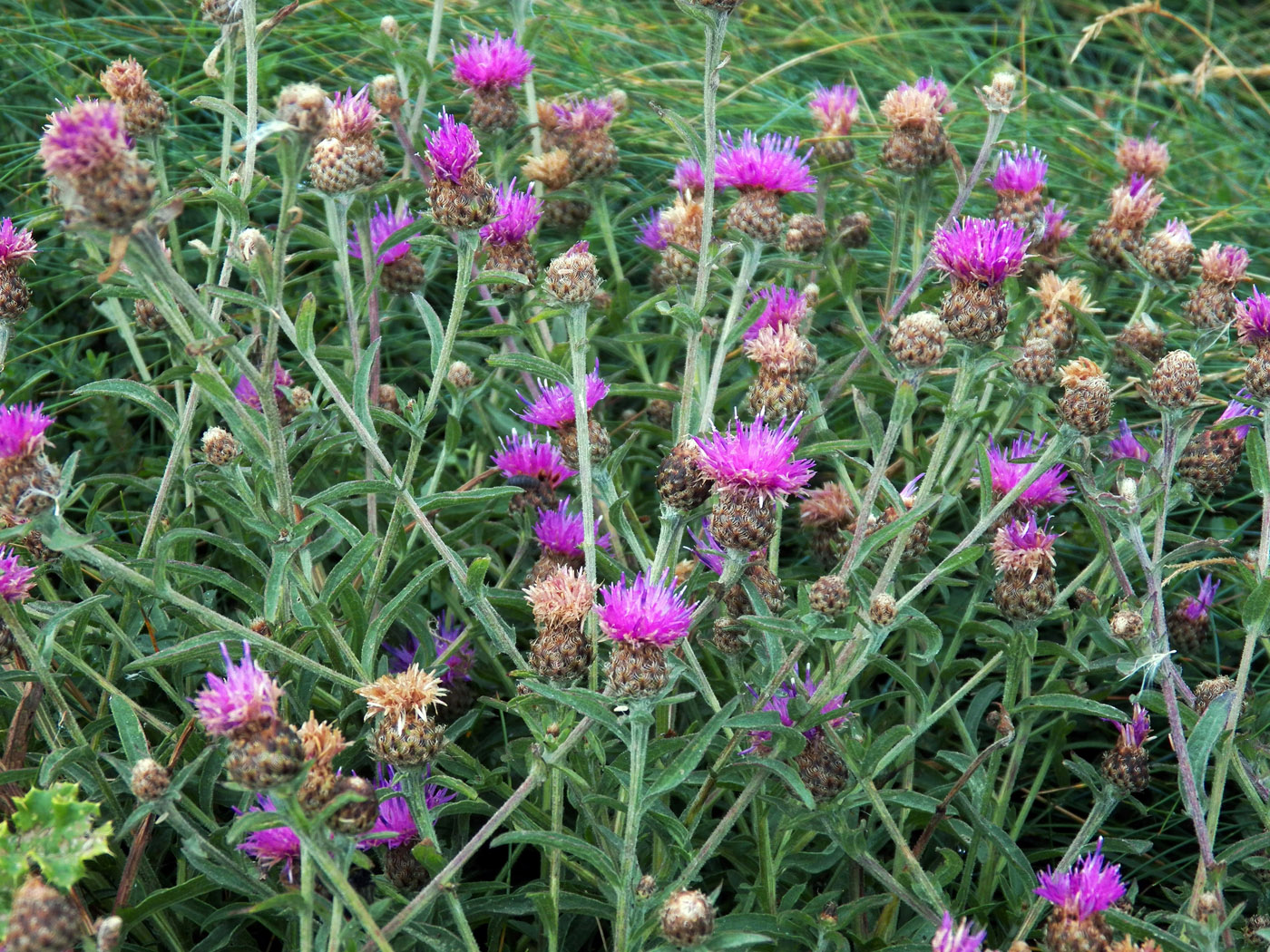 Image of genus Centaurea specimen.