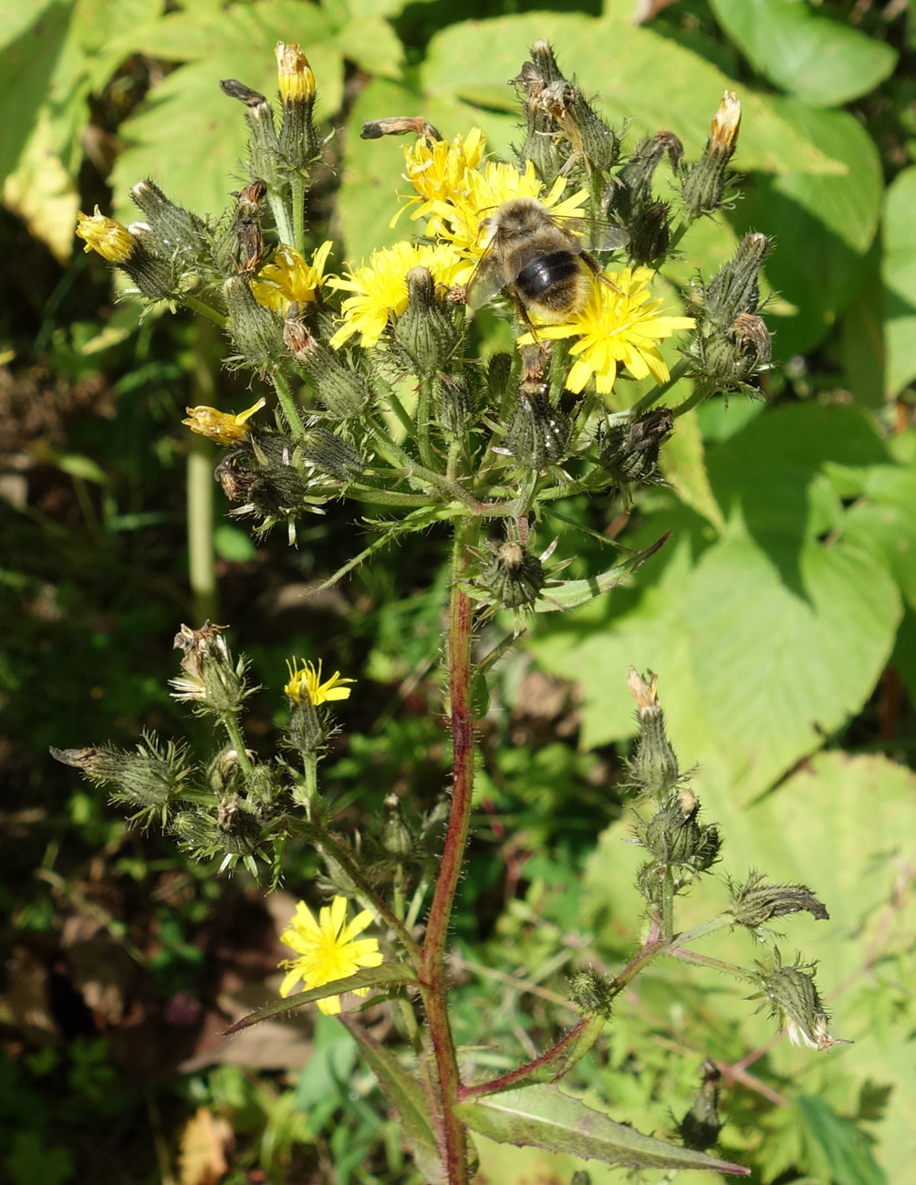 Image of Picris japonica specimen.