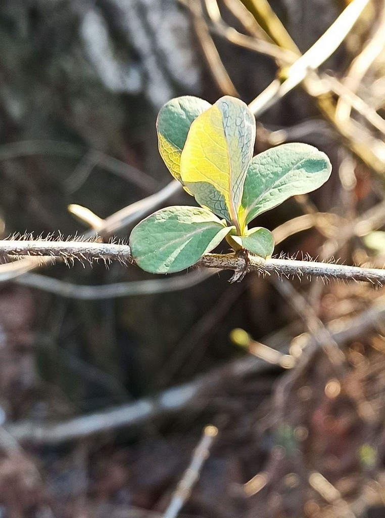 Image of genus Lonicera specimen.