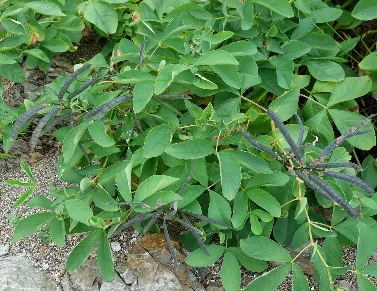 Изображение особи Thermopsis lupinoides.