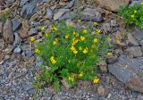 Chelidonium majus. Цветущее растение. Алтай, Онгудайский р-н, низовья р. Урсул, ≈ 600 м н.у.м., осыпающийся каменистый склон. 10.06.2019.