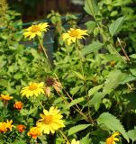 Heliopsis подвид scabra