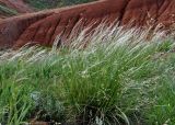 genus Stipa. Цветущее растение. Астраханская обл., Богдинско-Баскунчакский заповедник, гора Большое Богдо, степной склон. 01.05.2019.