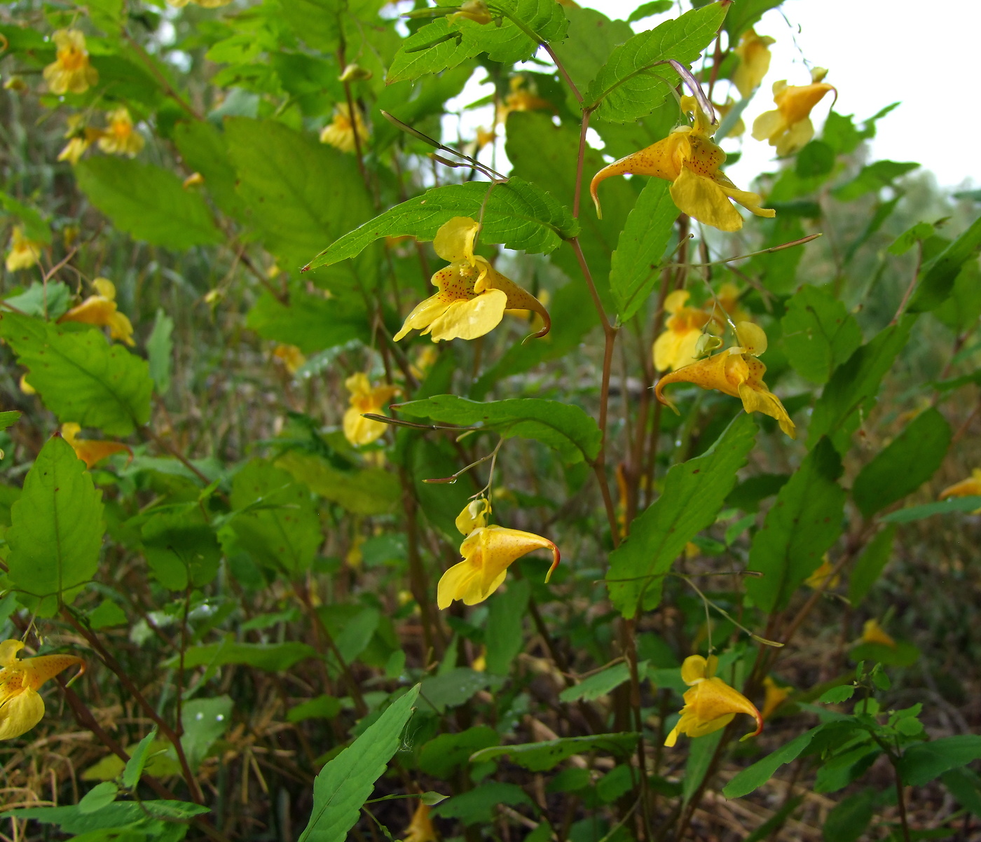 Image of Impatiens noli-tangere specimen.