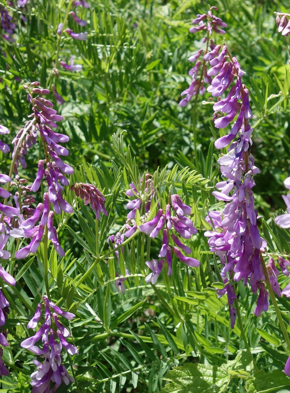 Изображение особи Vicia tenuifolia.