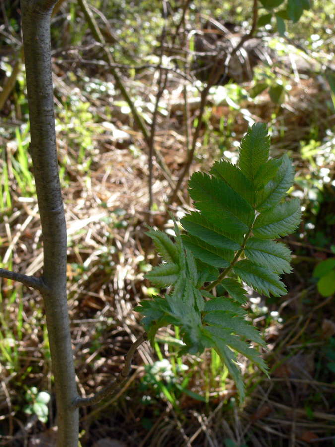 Image of Sorbus sibirica specimen.