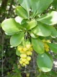 Berberis sphaerocarpa. Верхушка веточки с соцветием. Кыргызстан, Чуйская обл., Аламудунский р-н, окр. с. Кашка-Суу, долина р. Ала-Арча, около дороги. 27.05.2019.