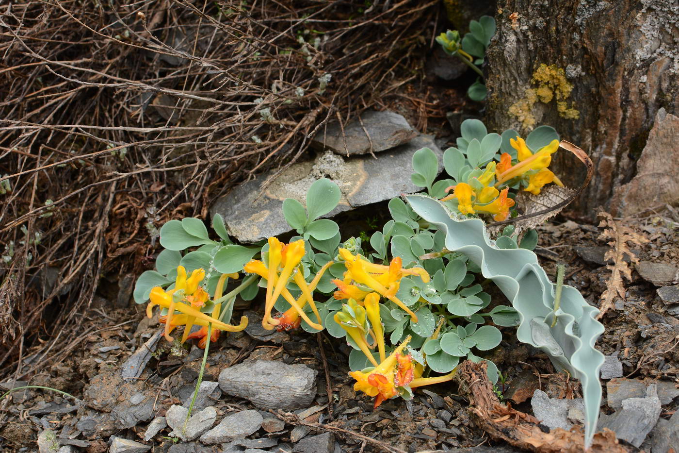 Image of Corydalis sewerzowii specimen.