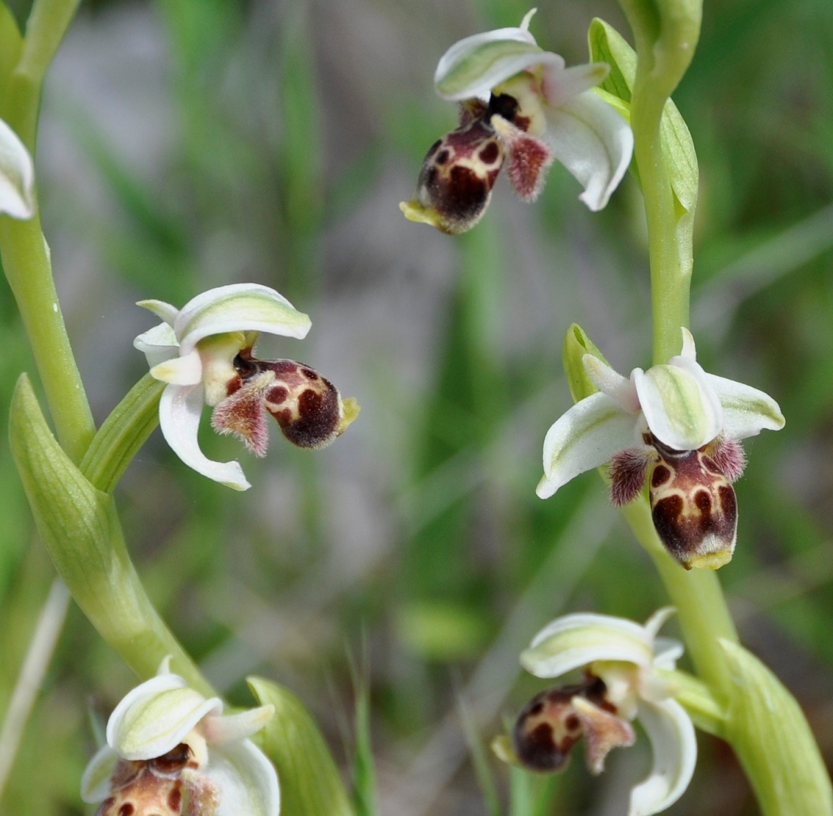 Image of Ophrys umbilicata specimen.