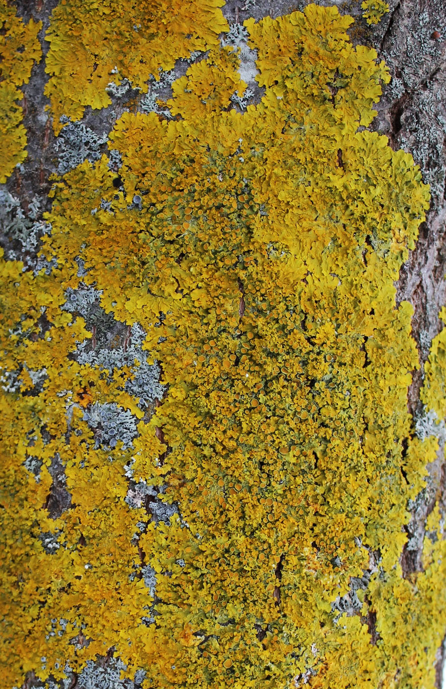 Image of Xanthoria parietina specimen.