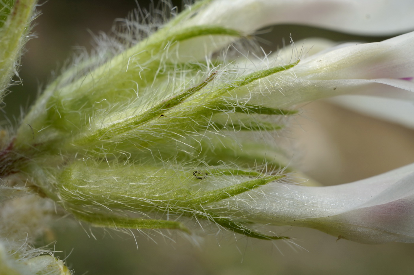 Image of Astragalus dolichophyllus specimen.