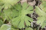 Geranium rotundifolium. Лист. Крым, Бахчисарайский р-н, окр. с. Дачное, фруктовый сад. 14.04.2020.