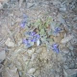 Polygala pruinosa