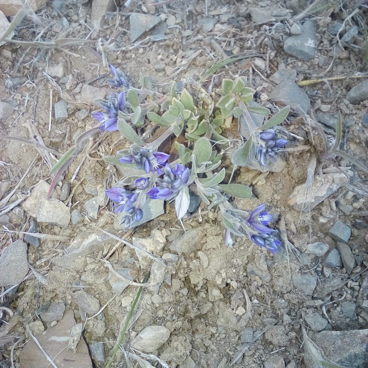 Image of Polygala pruinosa specimen.